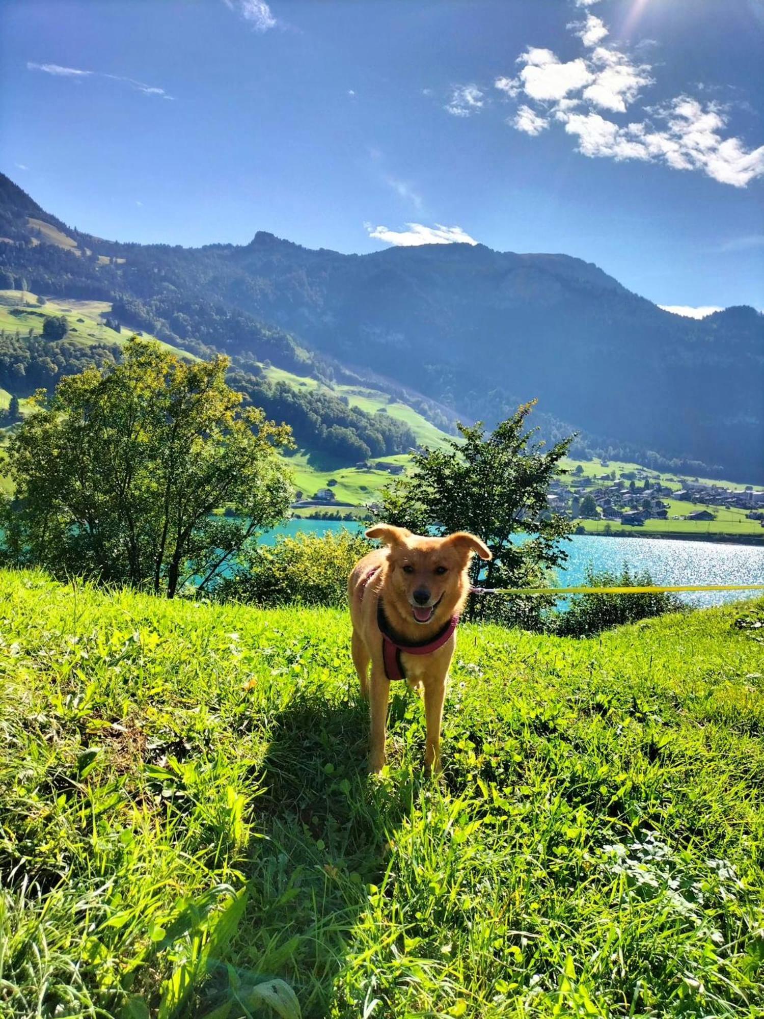 Gemuetliche Fewo Mit Sauna Inmitten Der Berge Meiringen Zewnętrze zdjęcie